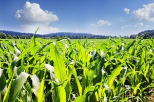 Corn prices hinge on U.S. corn's predicted best on record 2017 harvest
