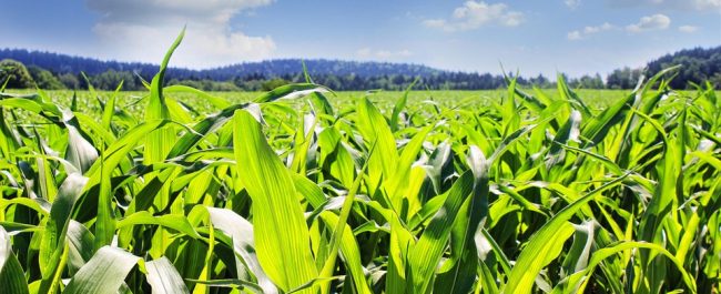 Corn prices hinge on U.S. corn's anticipated bumper crops and that means possible carryover and lower prices.