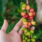 Technology measures coffee berry's size and weight and records in the blockchain ledger