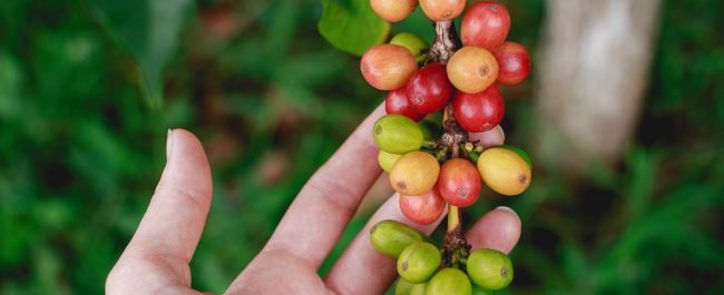 Technology measures coffee berry's size and weight and records in the blockchain ledger