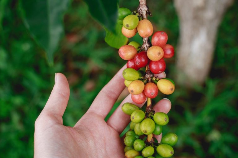 Technology measures coffee berry's size and weight and records in the blockchain ledger