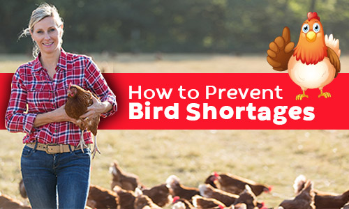 How to Prevent Bird Shortages