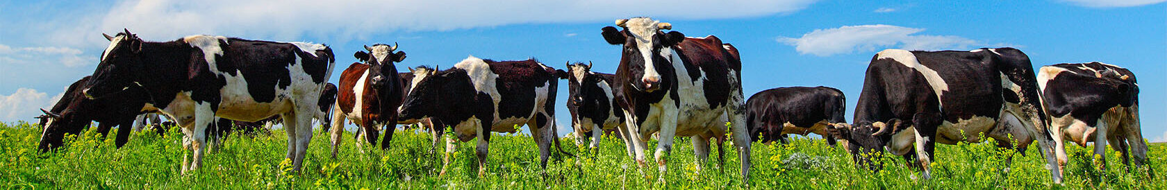 cows in field